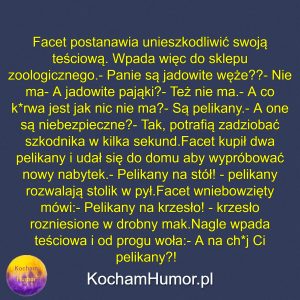 Po Co Są Pelikany
